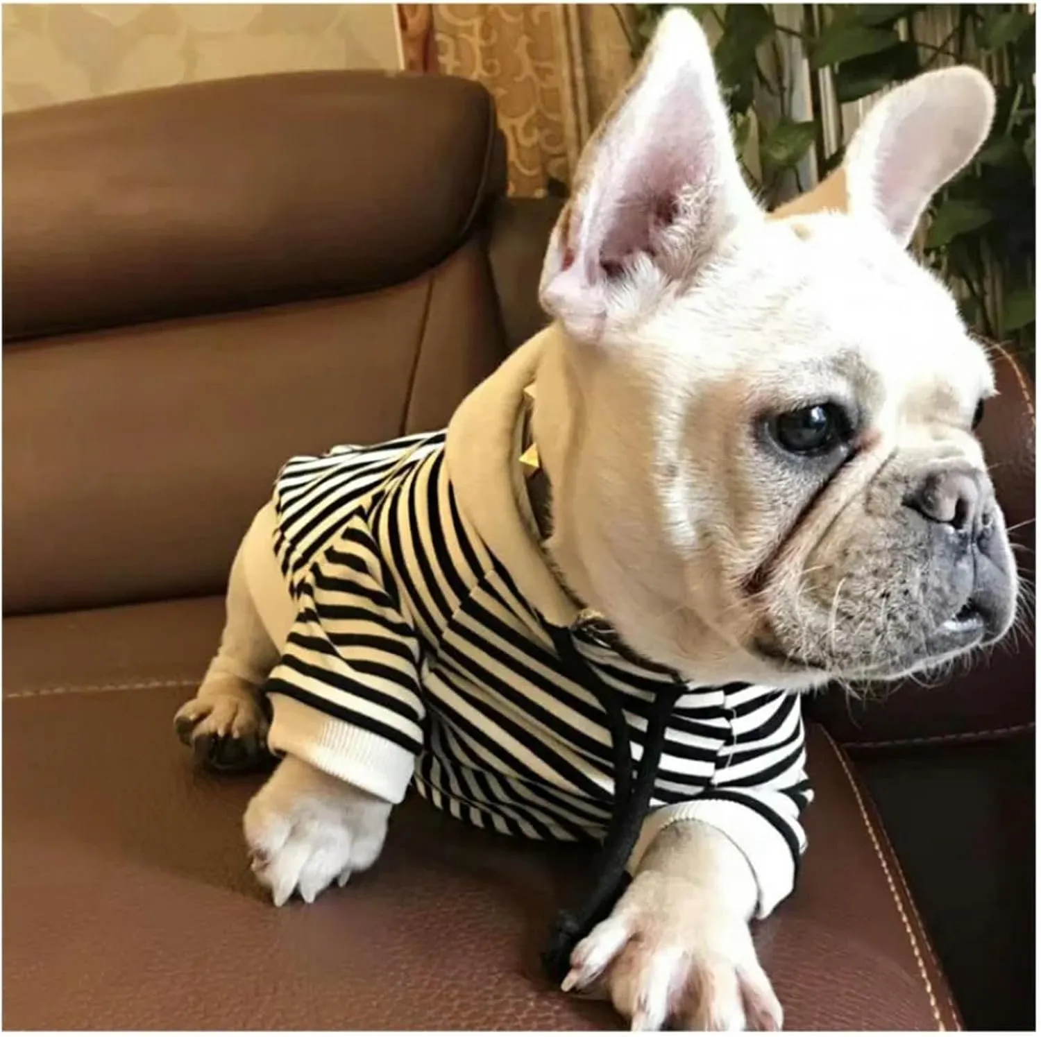Classic Fashion Striped Dog Coats for Small Dogs Pullover Puppy Hoodie Sweatshirt French Bulldog Clothes for Female Dogs(Black,XL)