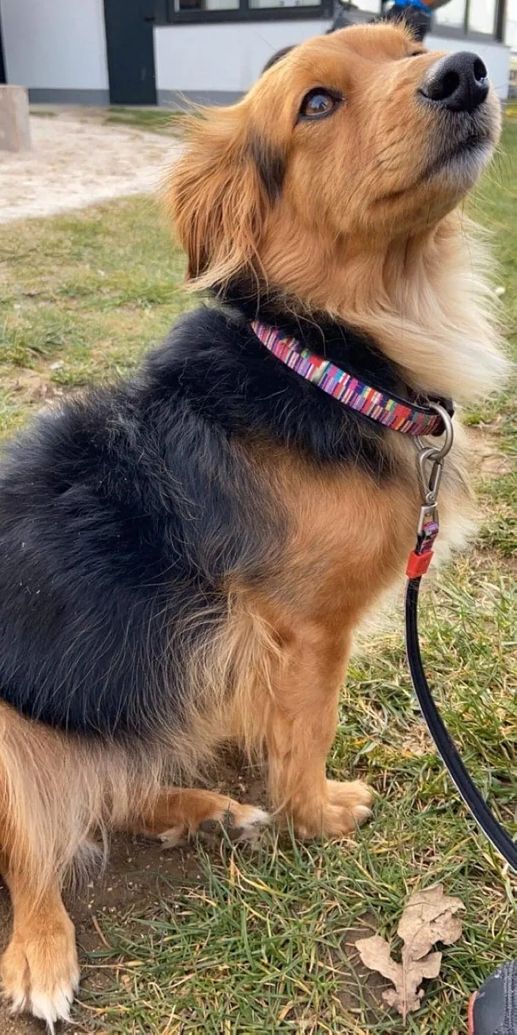 Max & Molly Ultra Comfortable Padded Neoprene Sport Dog Collar with Smart Id Tag, Classic Shopping Time L (SHOPCOLL)
