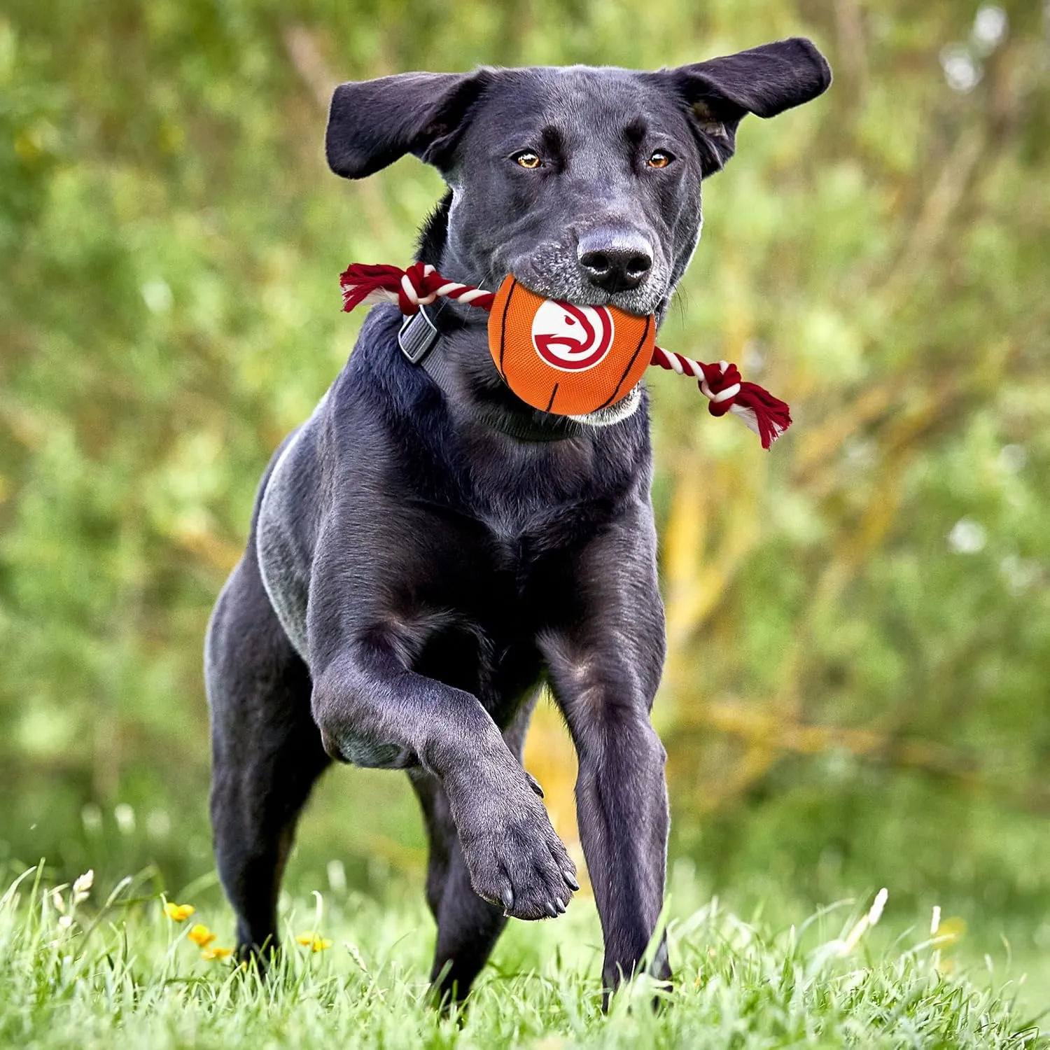 NBA Atlanta Hawks Basketball Toy. - Tough Nylon Pet Toy with Tug Ropes & Inner Squeaker