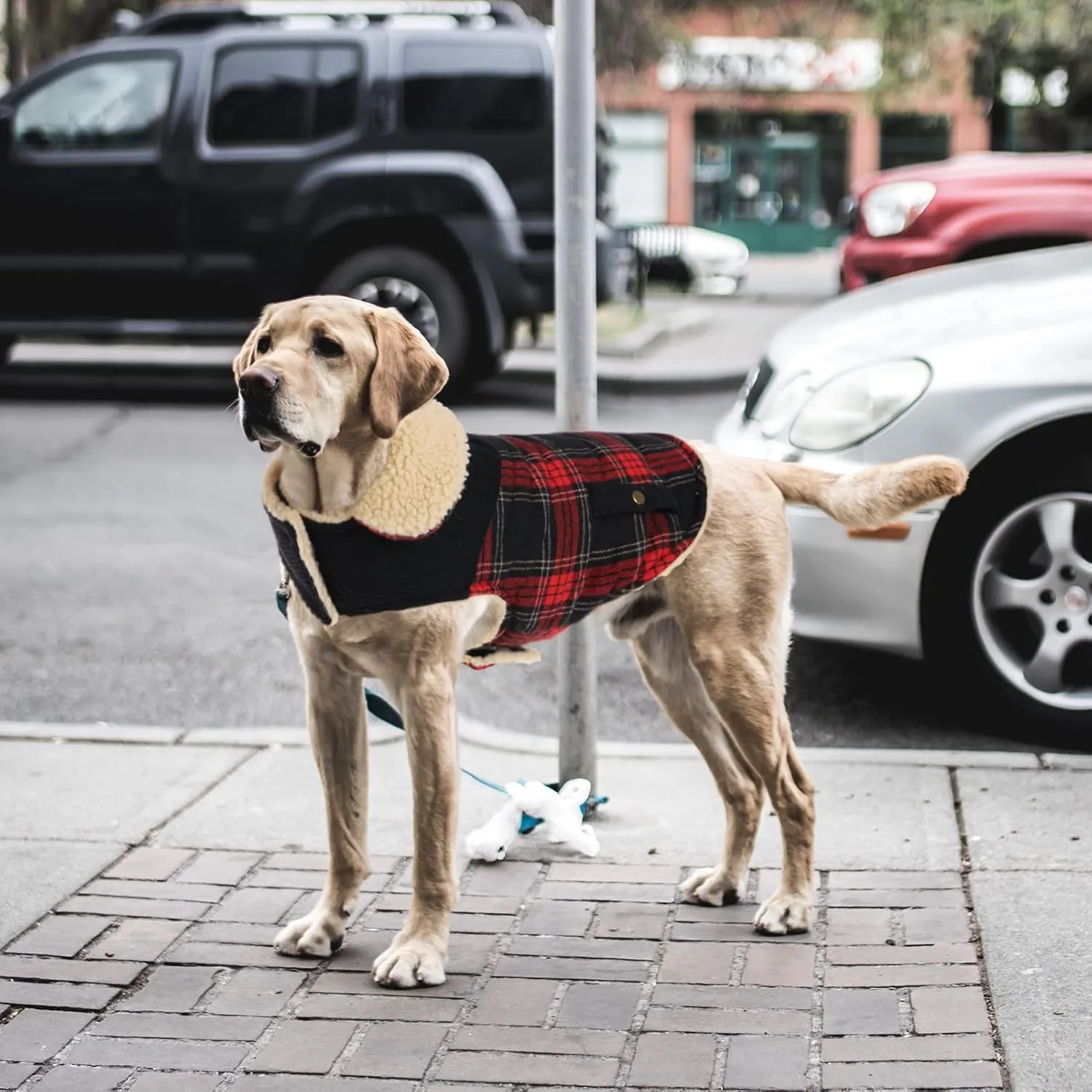 Winter Coat for Small Dogs, Puppy Plaid Jacket, Cotton Coat for Cold Weather, Windproof Warm Dog Garments, Pet Thickened Outfits Indoor Outdoor, Red XS